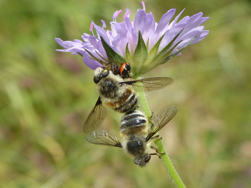 Nemestrinidae: Fallenia fasciata (Diptera)